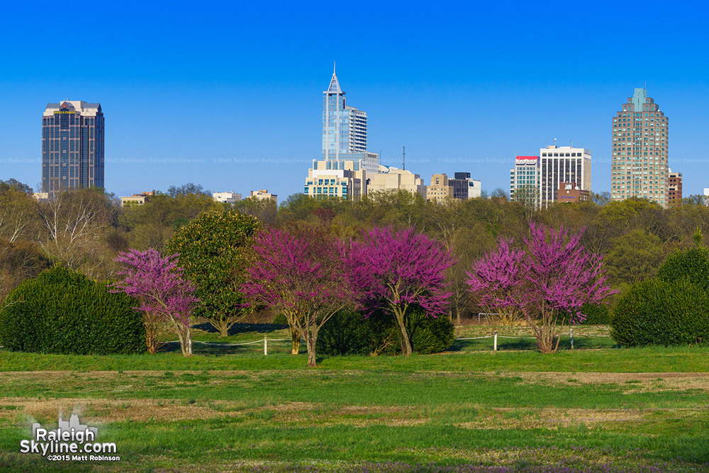 Downtown Raleigh in the Spring 2015 Original