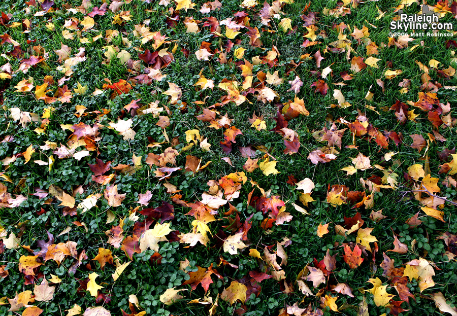 Fall leaves scattered on grass.