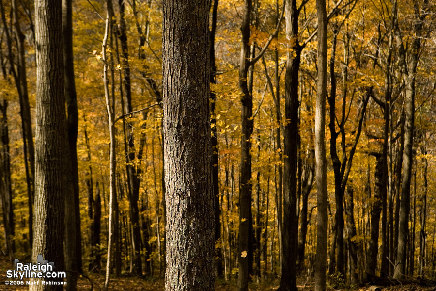 Yellow leaves and trees.