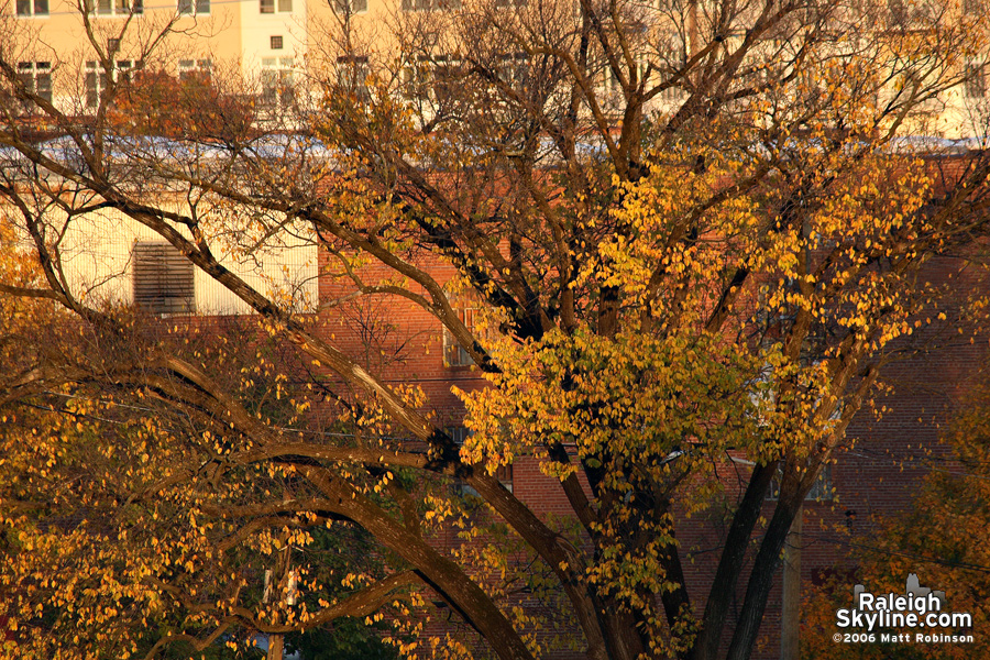 More fall colors.