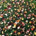 Fall leaves scattered on grass.