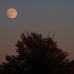 The full moon rising late day.