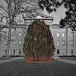 The Capitol Christmas Tree.