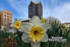 Signs of Spring in Raleigh