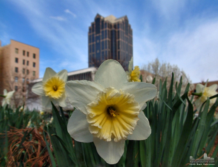 Daffodils at Nash Square in Downtown Raleigh.