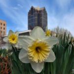 Daffodils at Nash Square in Downtown Raleigh.