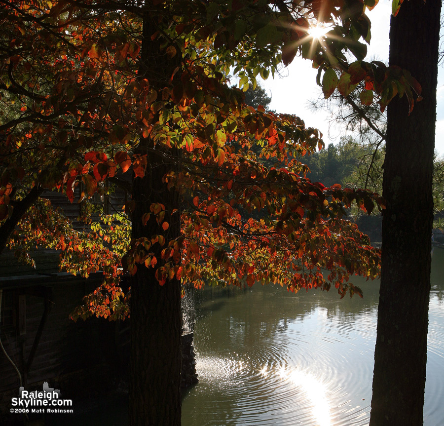 Sun peeks through trees at the mill.