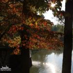 Sun peeks through trees at the mill.