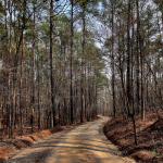 Road near Raleigh's Lake Johnson.