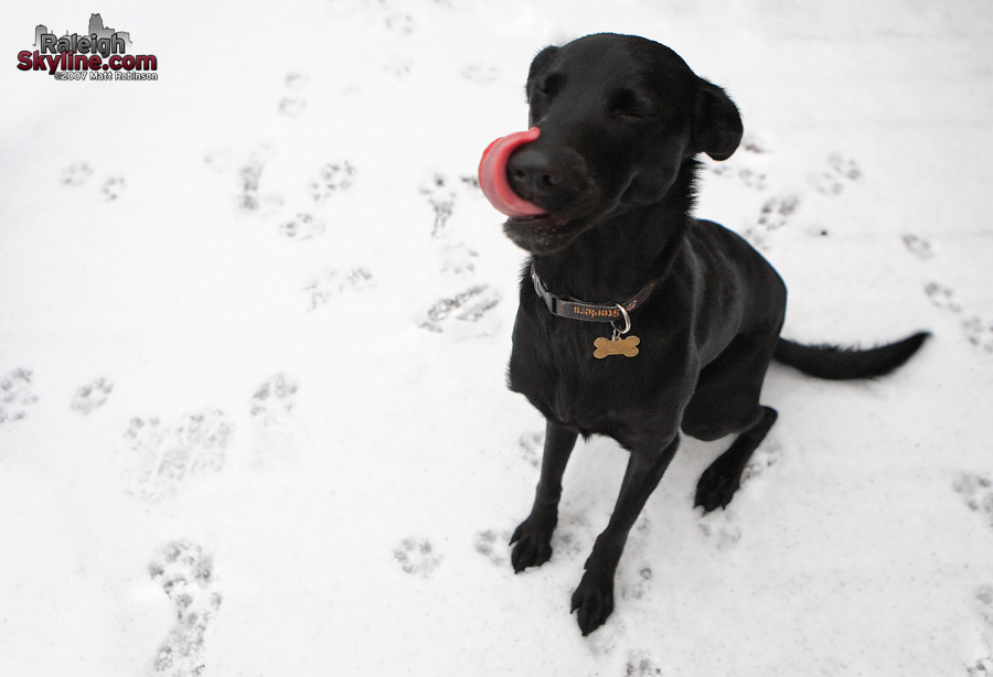 My dog Beau gets a taste of her first Raleigh snowfall.