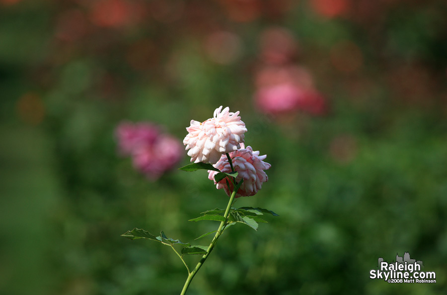 Raleigh Rose Garden