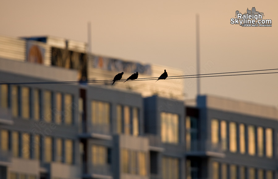 Birds discuss the need a 24 hour downtown grocery store.