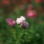 Raleigh Rose Garden