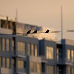 Birds discuss the need a 24 hour downtown grocery store.