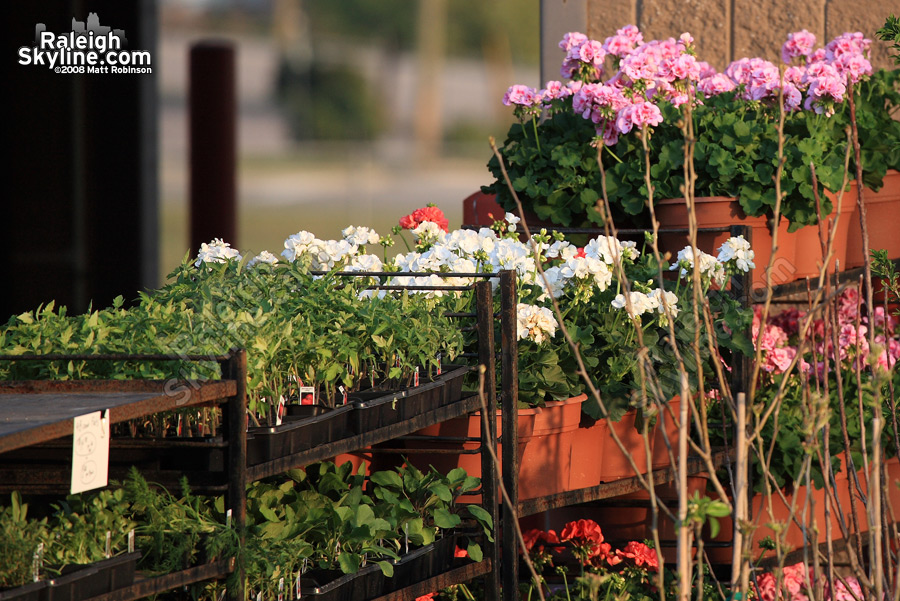 Flowers at the NC Farmers Market.