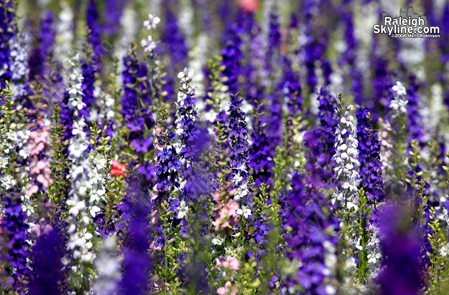 Wild flowers of Lake Wheeler beltline offramp