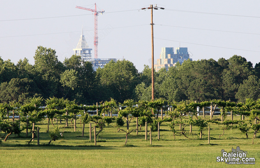 BB&amp;T and RBC peek over the NCSU Agriculture fields