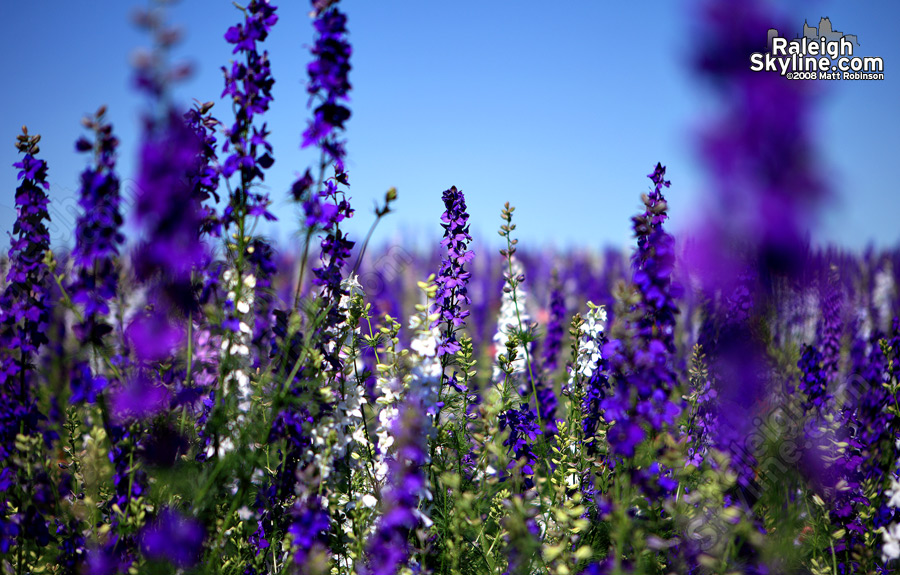 More wildflowers