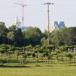 BB&amp;T and RBC peek over the NCSU Agriculture fields