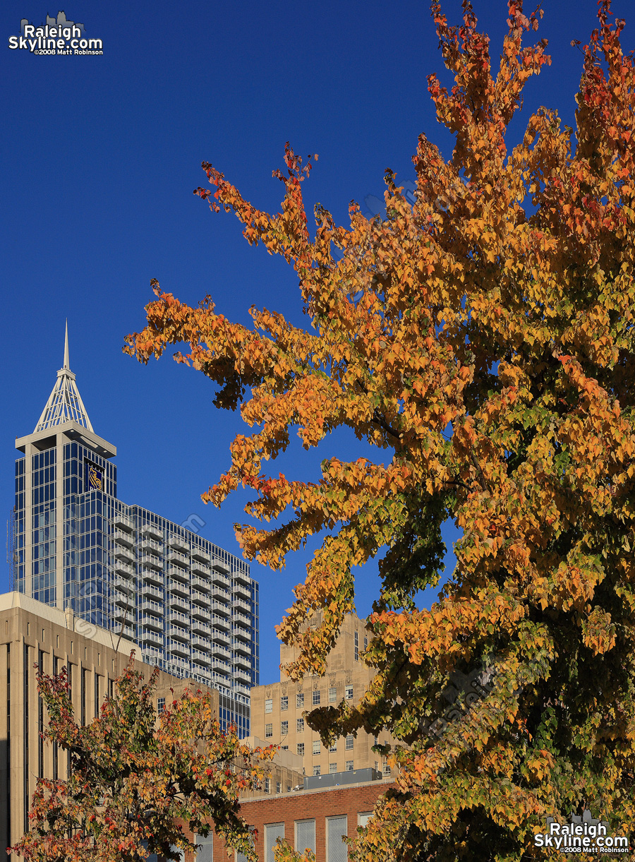 RBC Plaza with fall leaves