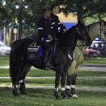 Horse mounted Raleigh Police