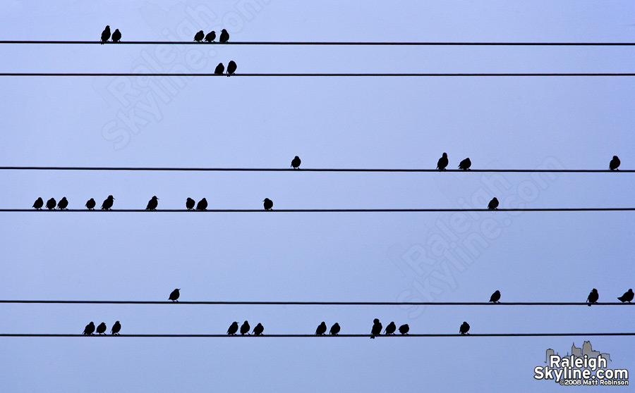 Musical note birds?