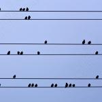 Musical note birds?