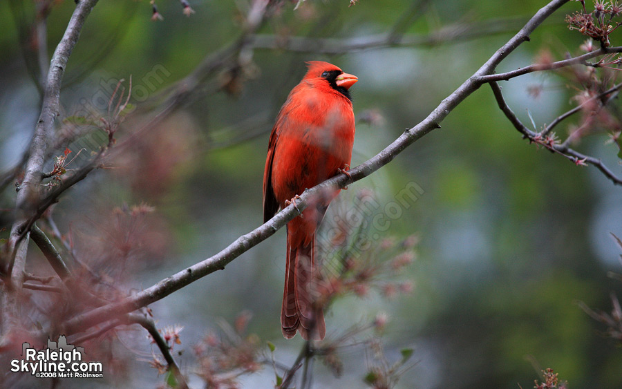 North Carolina State Bird