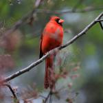 North Carolina State Bird