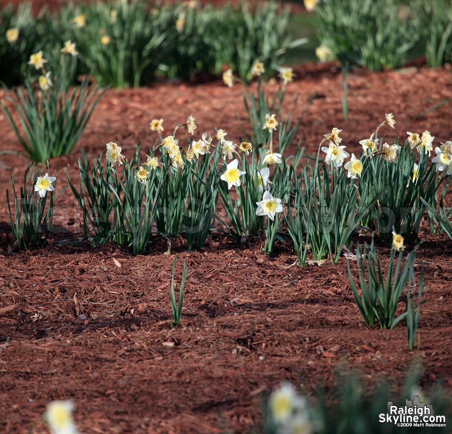 Daffodils of Nash Square