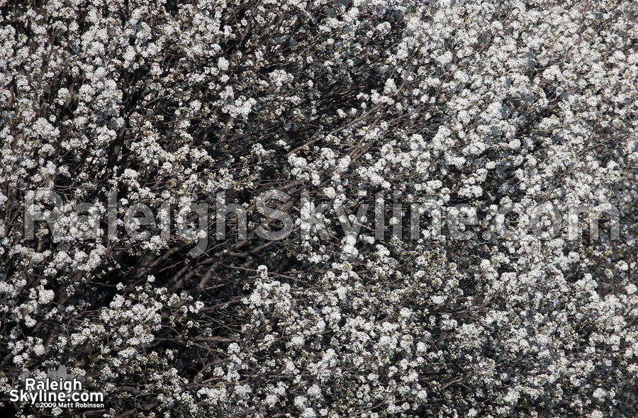 Bradford Pear blossoms in downtown Raleigh