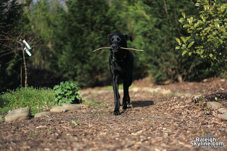 Beau brings back her stick.