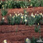 Daffodils of Nash Square