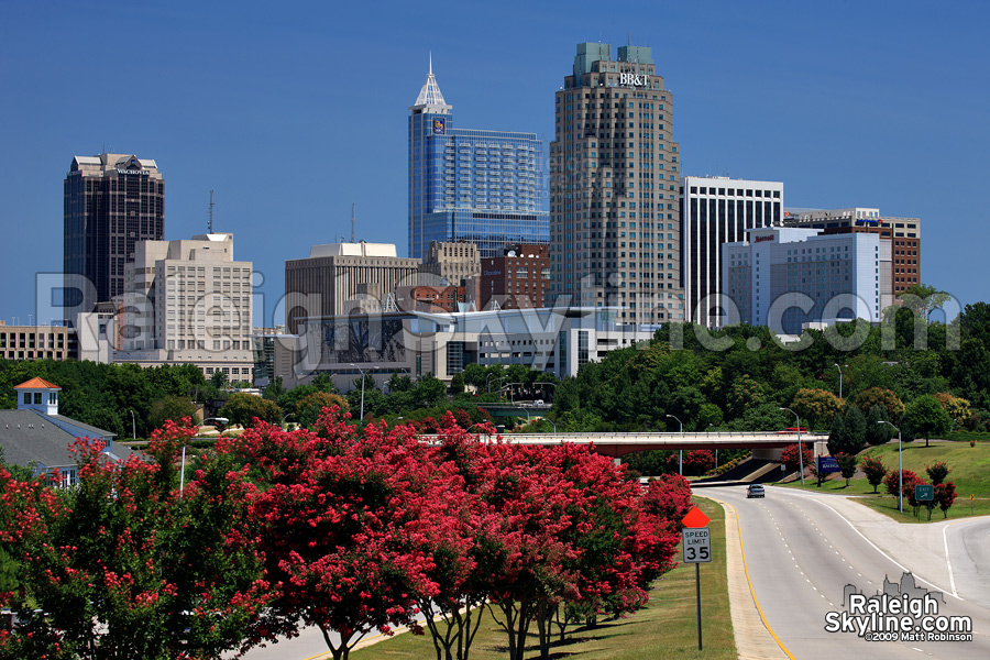 Crepe myrtles in bloom on a clear day in Raleigh