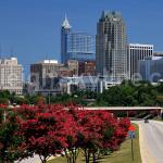 Crepe myrtles in bloom on a clear day in Raleigh