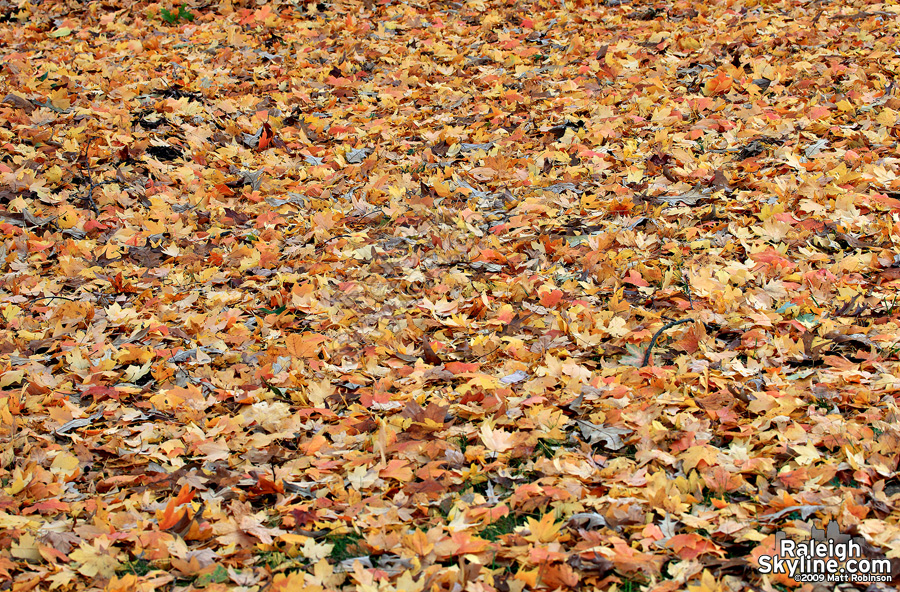 Fallen leaves on the ground