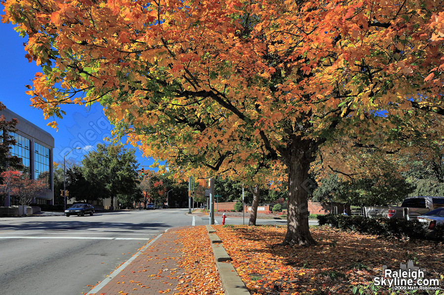 Hillsborough St color