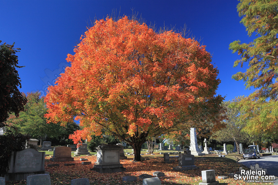 Oakwood Cemetery Fall colors