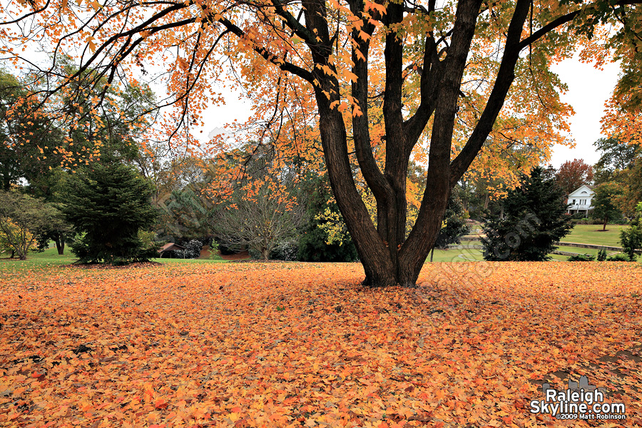 Blanket of leaves