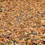 Fallen leaves on the ground