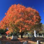 Oakwood Cemetery Fall colors