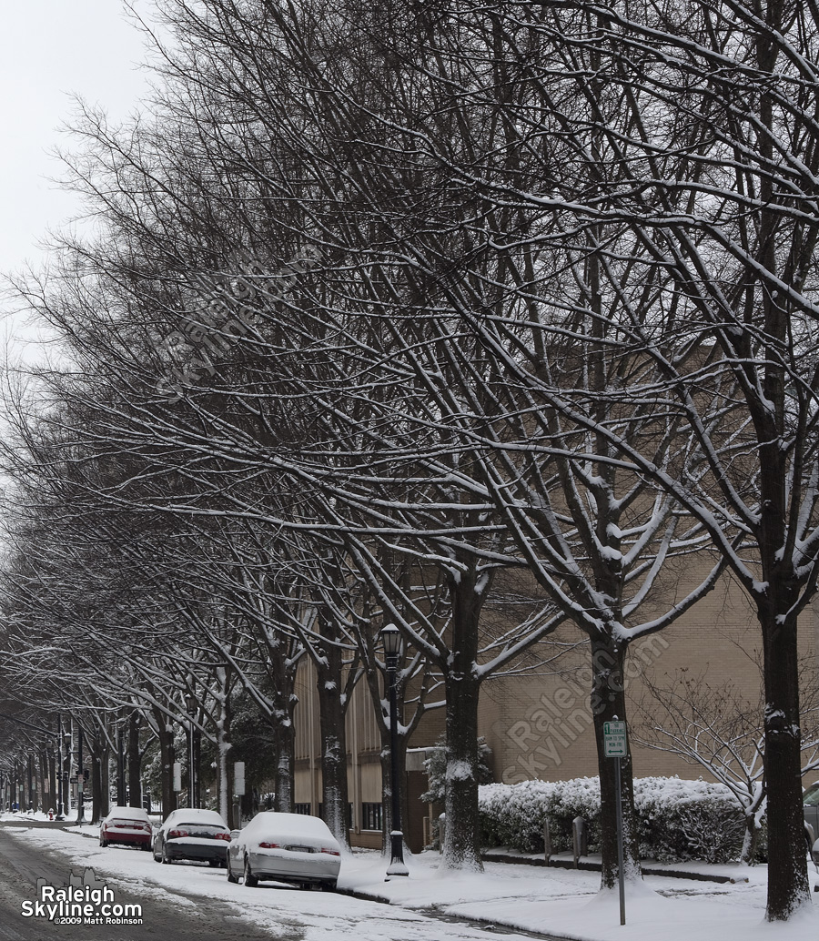 Snow covered Hillsborough Street trees 