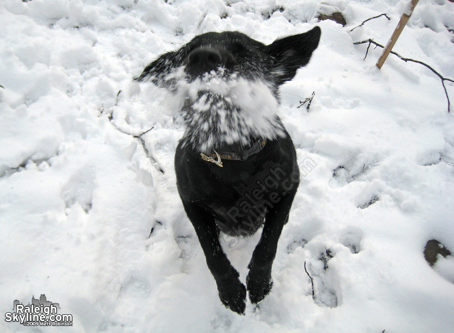 My dog Beau catching a snowball in the yard (my wife took this of her.)