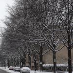 Snow covered Hillsborough Street trees 