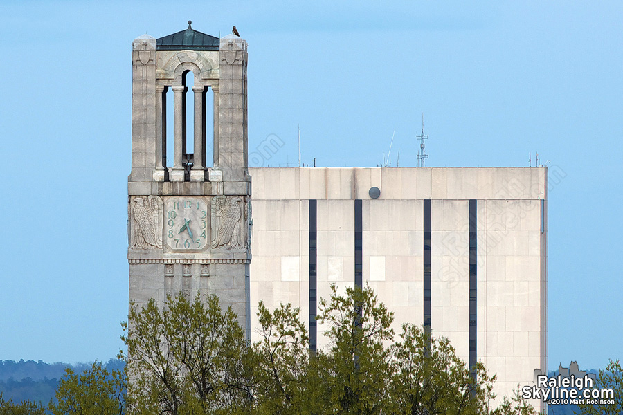 Red Tailed Hawk surveys Raleigh atop the NCSU Bell tower