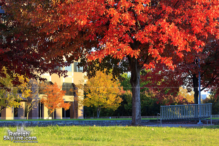 Autumn Colors