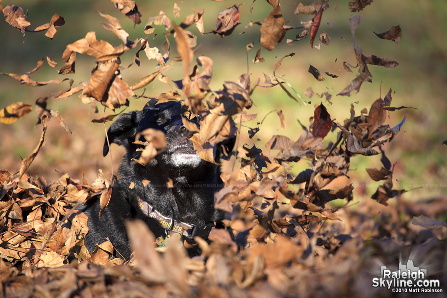 My dog Beau plays in the leaves