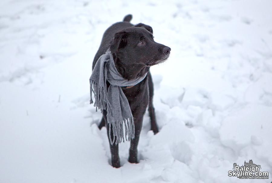 My dog Beau takes a stroll in her snowy yard