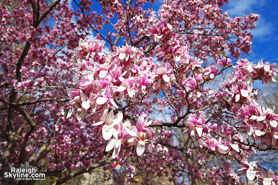 White and pink flowering blooms