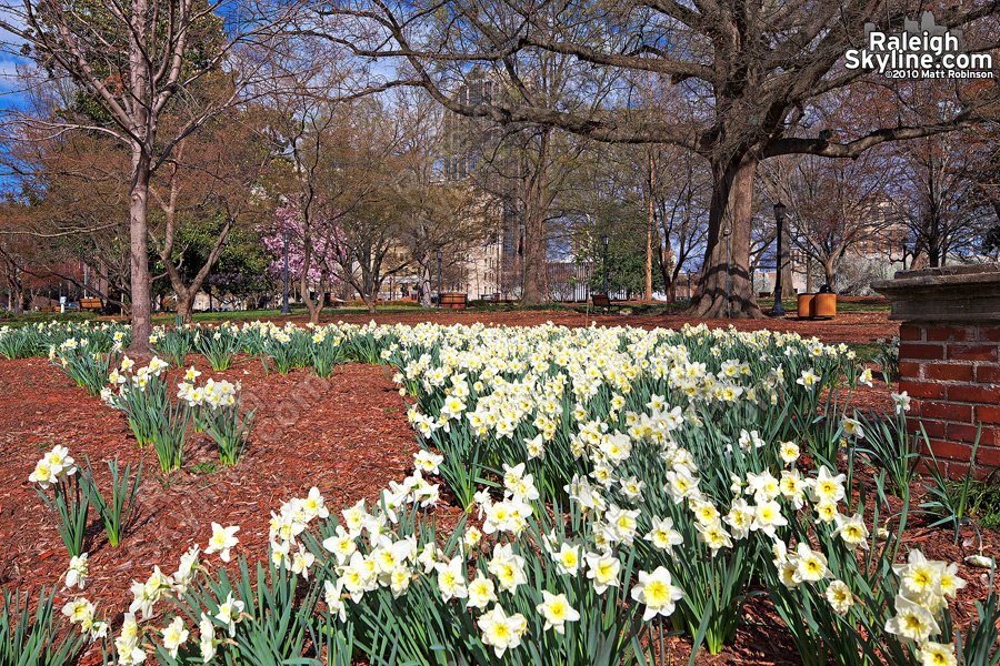 Blooming Daffodils